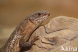 Gidgee Skink (Egernia stokesi)