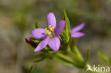 Seaside Centaury (Centaurium littorale)