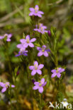 Seaside Centaury (Centaurium littorale)