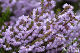 Heather