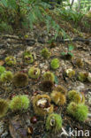 Tamme kastanje (Castanea sativa)