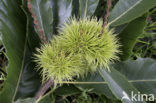 Sweet Chestnut (Castanea sativa)
