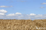 Bread Wheat (Triticum aestivum)