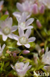 Bog Pimpernel (Anagallis tenella)