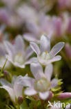 Bog Pimpernel (Anagallis tenella)