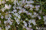 Bog Pimpernel (Anagallis tenella)