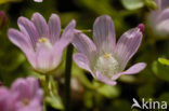 Bog Pimpernel (Anagallis tenella)