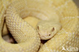 Western Diamondback Rattlesnake (Crotalus atrox)