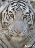 Tijger (Panthera tigris) 