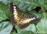 The Clipper (Parthenos sylvia)