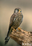 Common Kestrel (Falco tinnunculus)