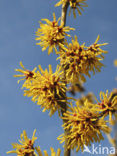 Toverhazelaar (Hamamelis mollis)