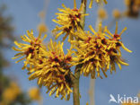 Toverhazelaar (Hamamelis mollis)