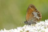 Tweekleurig hooibeestje (Coenonympha arcania) 