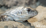 Utila leguaan (Ctenosaura bakeri ) 