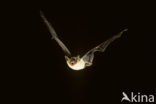 Mouse-eared Bat (Myotis myotis)