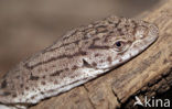 Mulga Monitor (Varanus gilleni)