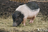 Varken (Sus domesticus)
