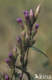 Field Gentian (Gentianella campestris)