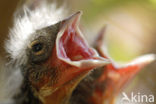 Vink (Fringilla coelebs)