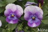 Viooltje (Viola spec.)