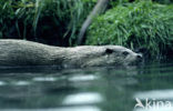 European Otter (Lutra lutra) 