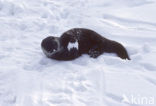 European Otter (Lutra lutra) 