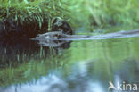 European Otter (Lutra lutra) 