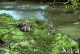 European Otter (Lutra lutra) 