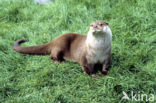 European Otter (Lutra lutra) 