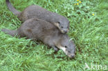 European Otter (Lutra lutra) 