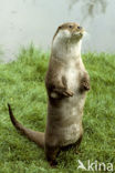 Visotter