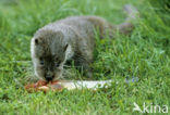 European Otter (Lutra lutra) 