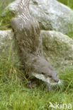 European Otter (Lutra lutra) 