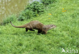 European Otter (Lutra lutra) 