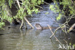 European Otter (Lutra lutra) 