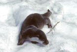 European Otter (Lutra lutra) 