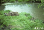 European Otter (Lutra lutra) 