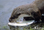 European Otter (Lutra lutra) 