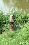 European Otter (Lutra lutra) 