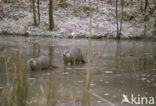 European Otter (Lutra lutra) 