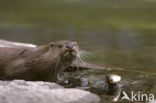 European Otter (Lutra lutra) 