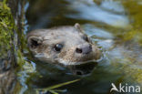 European Otter (Lutra lutra) 