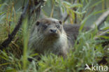 European Otter (Lutra lutra) 