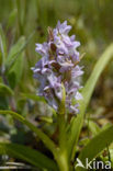 Vleeskleurige orchis (Dactylorhiza incarnata) 