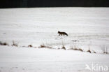 Vos (Vulpes vulpes)