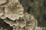 Waaiertje (Schizophyllum commune) 