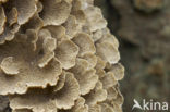 Waaiertje (Schizophyllum commune) 