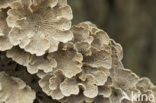 Waaiertje (Schizophyllum commune) 