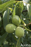 Walnoot (Juglans)